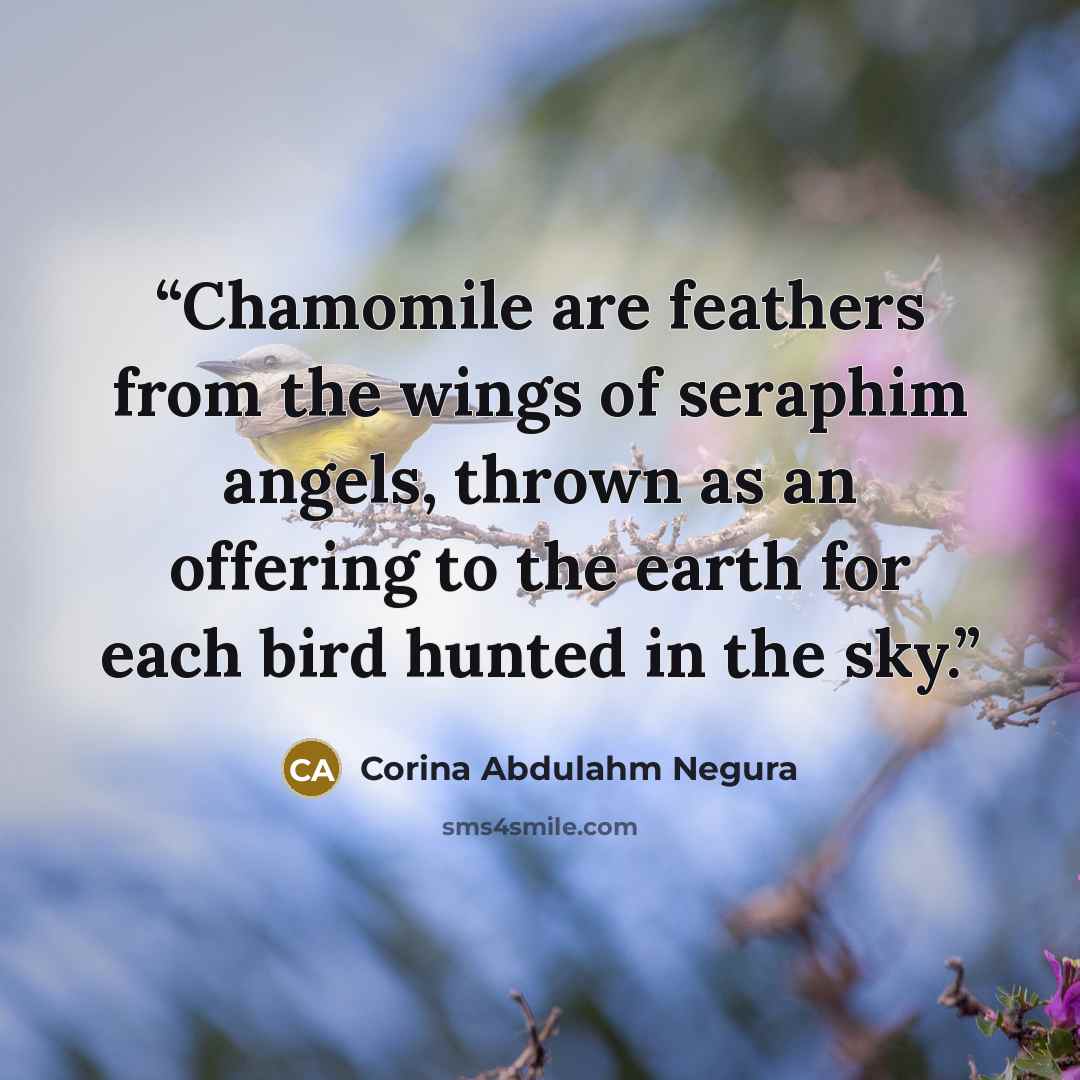 “Chamomile are feathers from the wings of seraphim angels, thrown as an offering to the earth for each bird hunted in the sky.” quote by Corina Abdulahm Negura