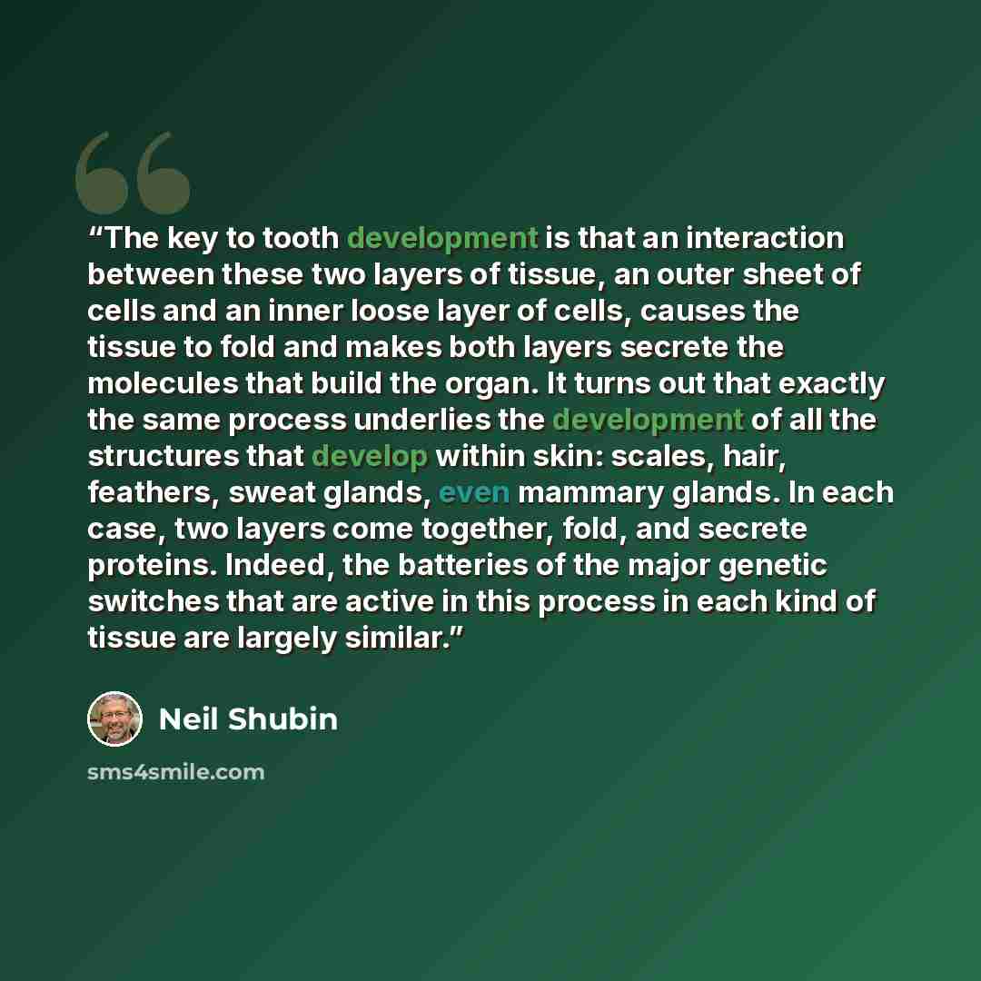 “The key to tooth development is that an interaction between these two layers of tissue, an outer sheet of cells and an inner loose layer of cells, causes the tissue to fold and makes both layers secrete the molecules that build the organ. It turns out that exactly the same process underlies the…” quote by Neil Shubin