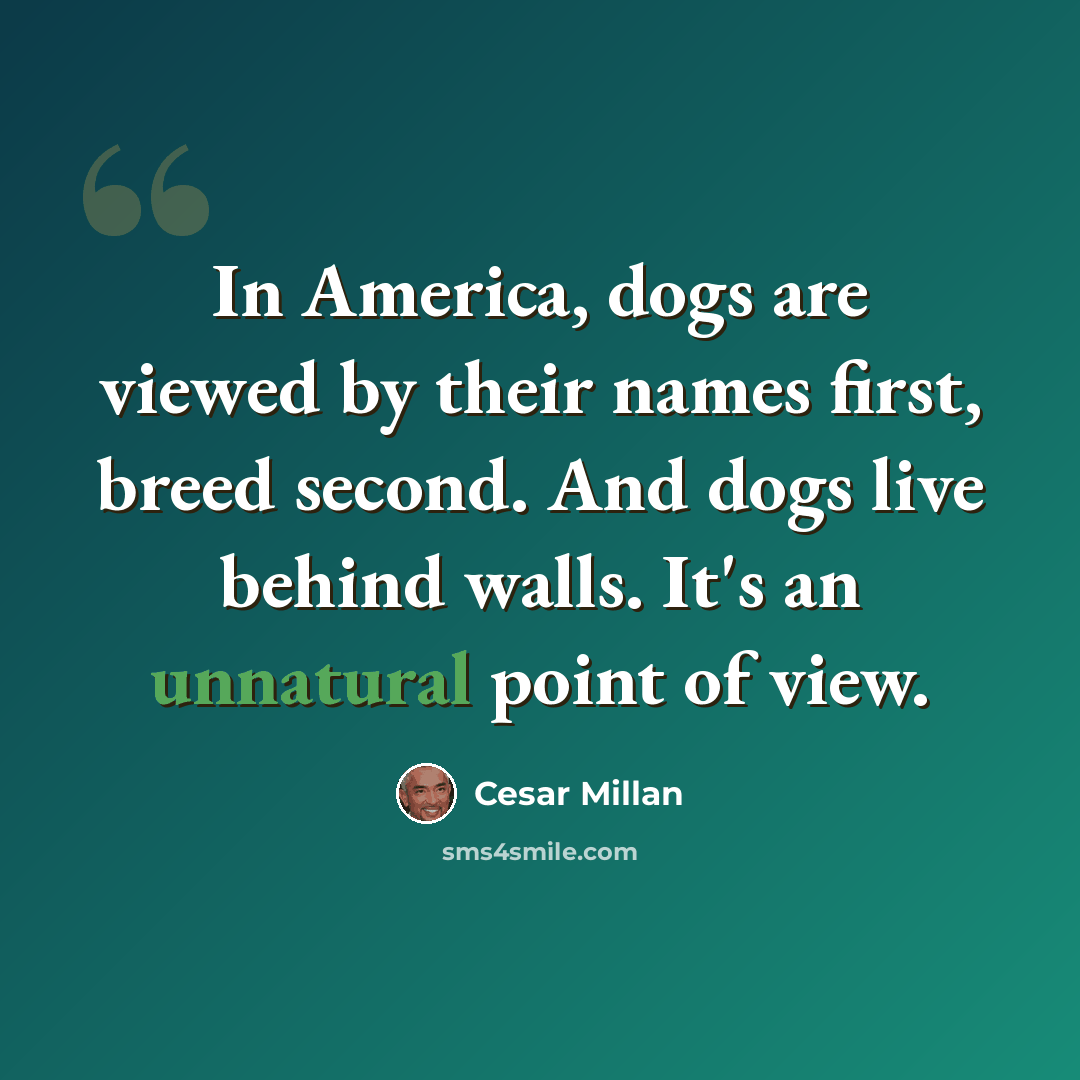 “In America, dogs are viewed by their names first, breed second. And dogs live behind walls. It's an unnatural point of view.” quote by Cesar Millan