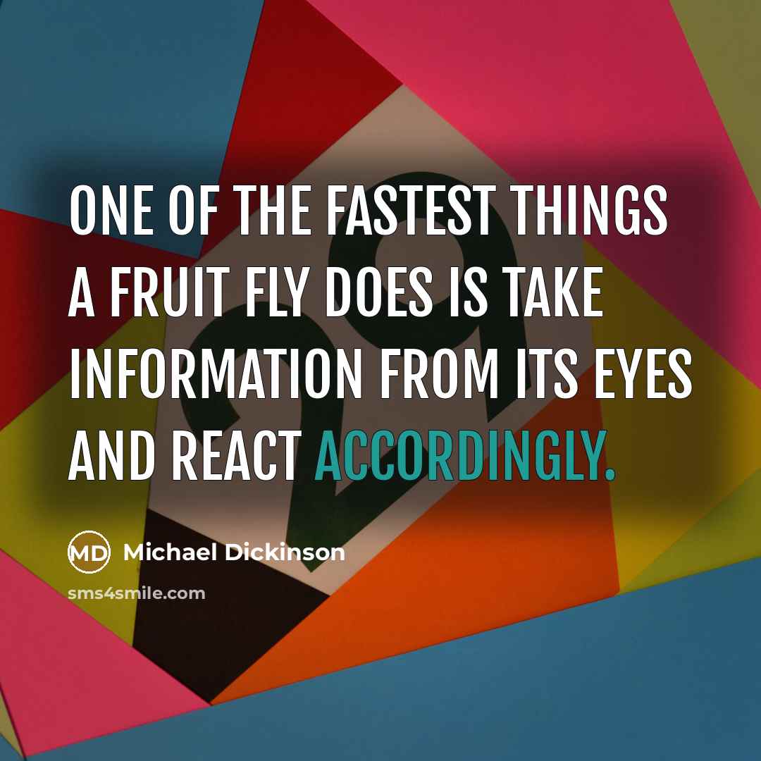 “One of the fastest things a fruit fly does is take information from its eyes and react accordingly.” quote by Michael Dickinson
