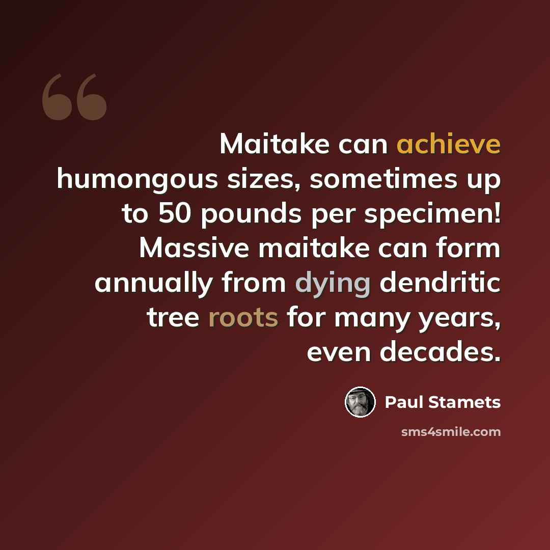 “Maitake can achieve humongous sizes, sometimes up to 50 pounds per specimen! Massive maitake can form annually from dying dendritic tree roots for many years, even decades.” quote by Paul Stamets