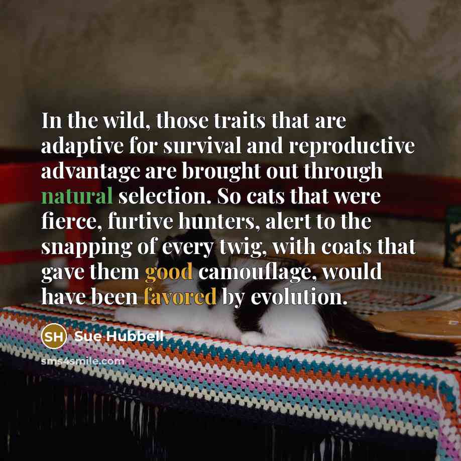 “In the wild, those traits that are adaptive for survival and reproductive advantage are brought out through natural selection. So cats that were fierce, furtive hunters, alert to the snapping of every twig, with coats that gave them good camouflage, would have been favored by evolution.” quote by Sue Hubbell