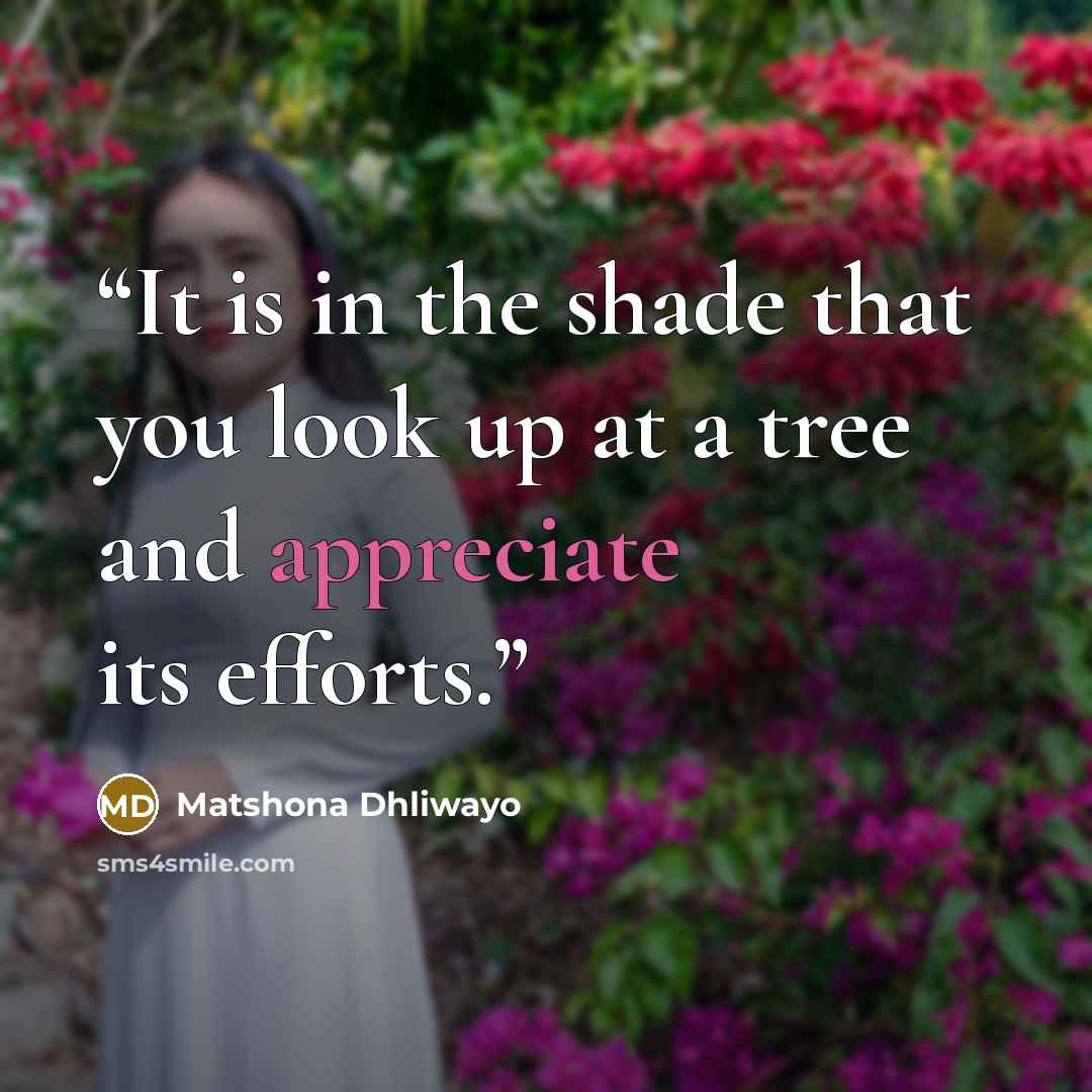 “It is in the shade that you look up at a tree and appreciate its efforts.” quote by Matshona Dhliwayo