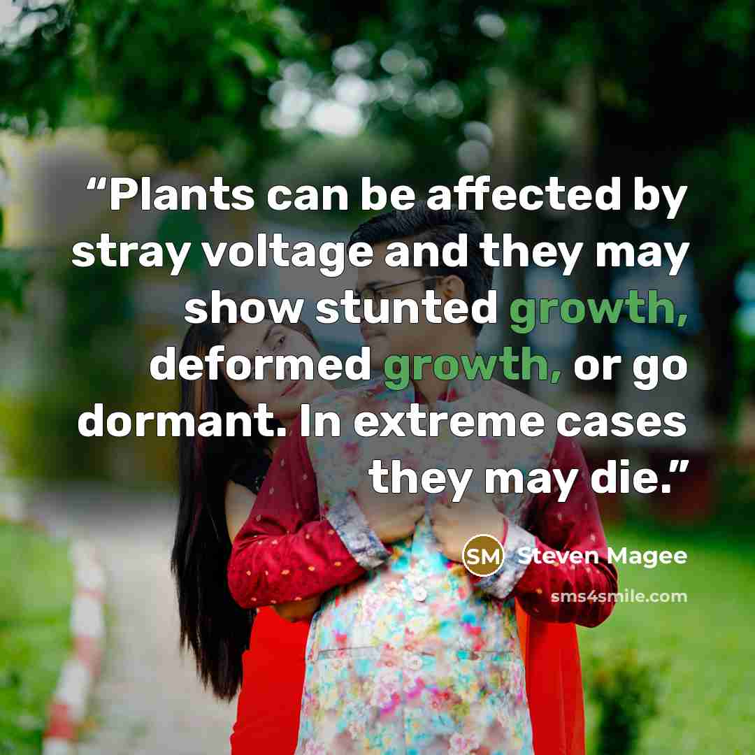 “Plants can be affected by stray voltage and they may show stunted growth, deformed growth, or go dormant. In extreme cases they may die.” quote by Steven Magee