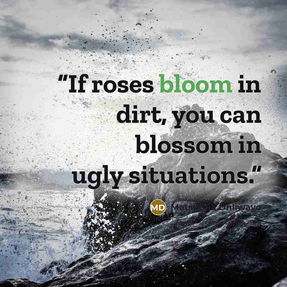 “If roses bloom in dirt, you can blossom in ugly situations.” quote by Matshona Dhliwayo