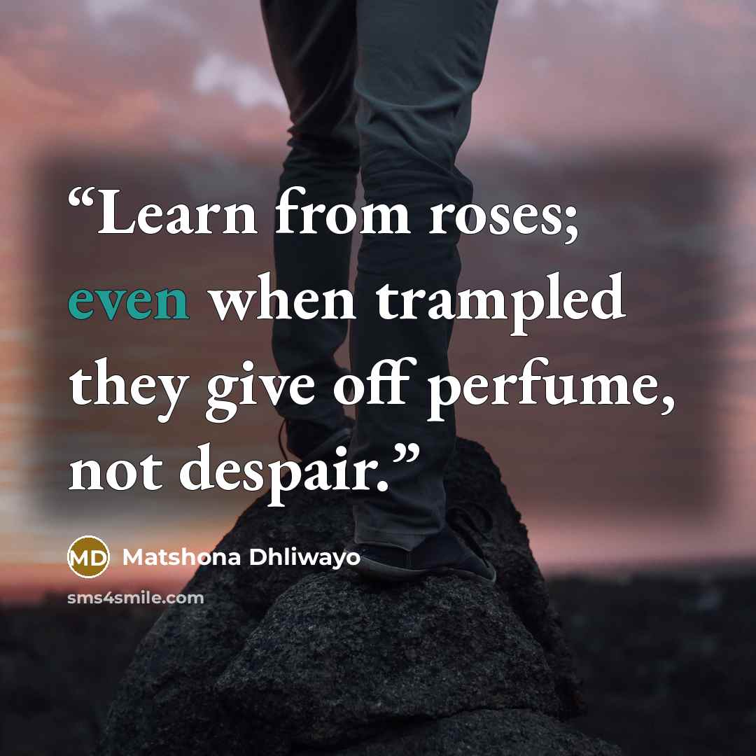 “Learn from roses; even when trampled they give off perfume, not despair.” quote by Matshona Dhliwayo