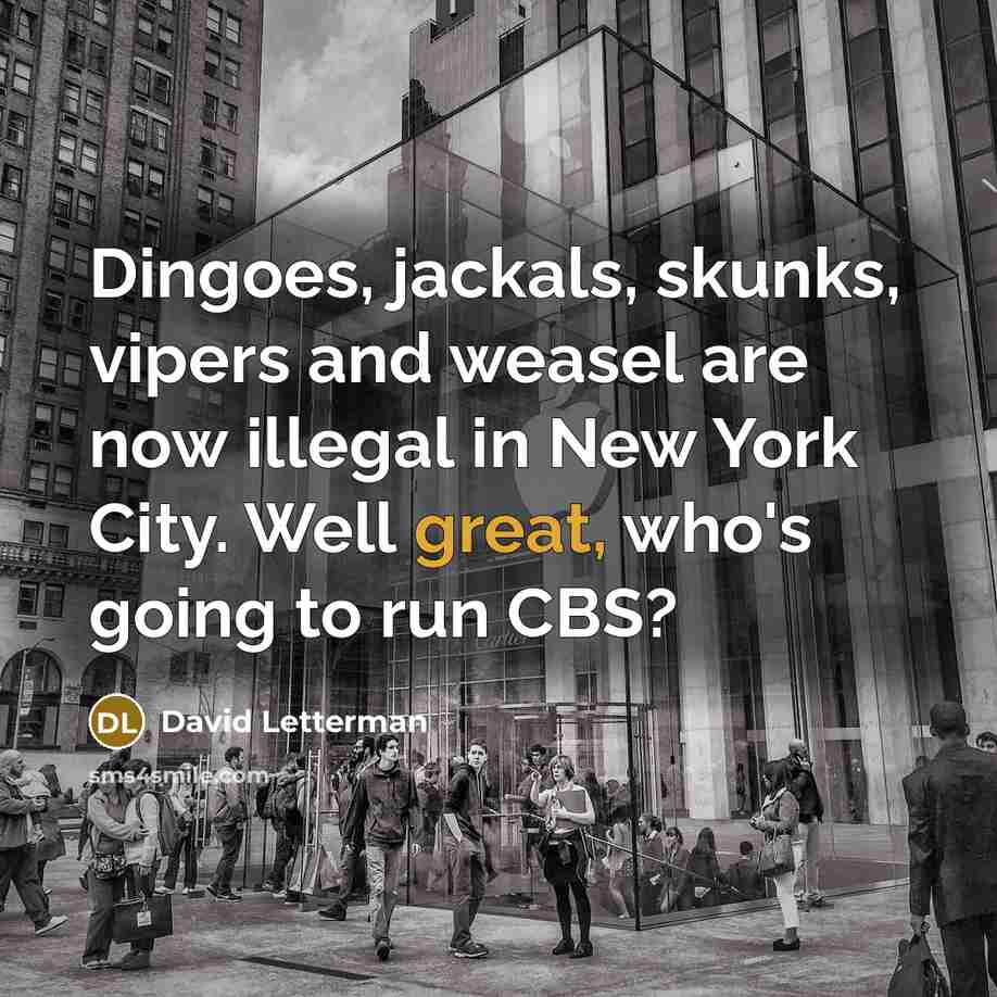 “Dingoes, jackals, skunks, vipers and weasel are now illegal in New York City. Well great, who's going to run CBS?” quote by David Letterman