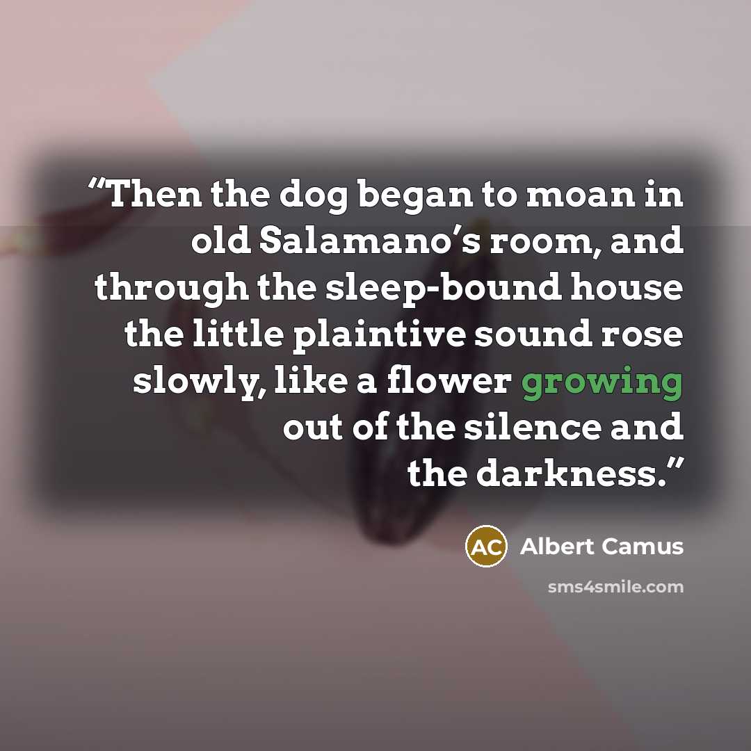 “Then the dog began to moan in old Salamano’s room, and through the sleep-bound house the little plaintive sound rose slowly, like a flower growing out of the silence and the darkness.” quote by Albert Camus
