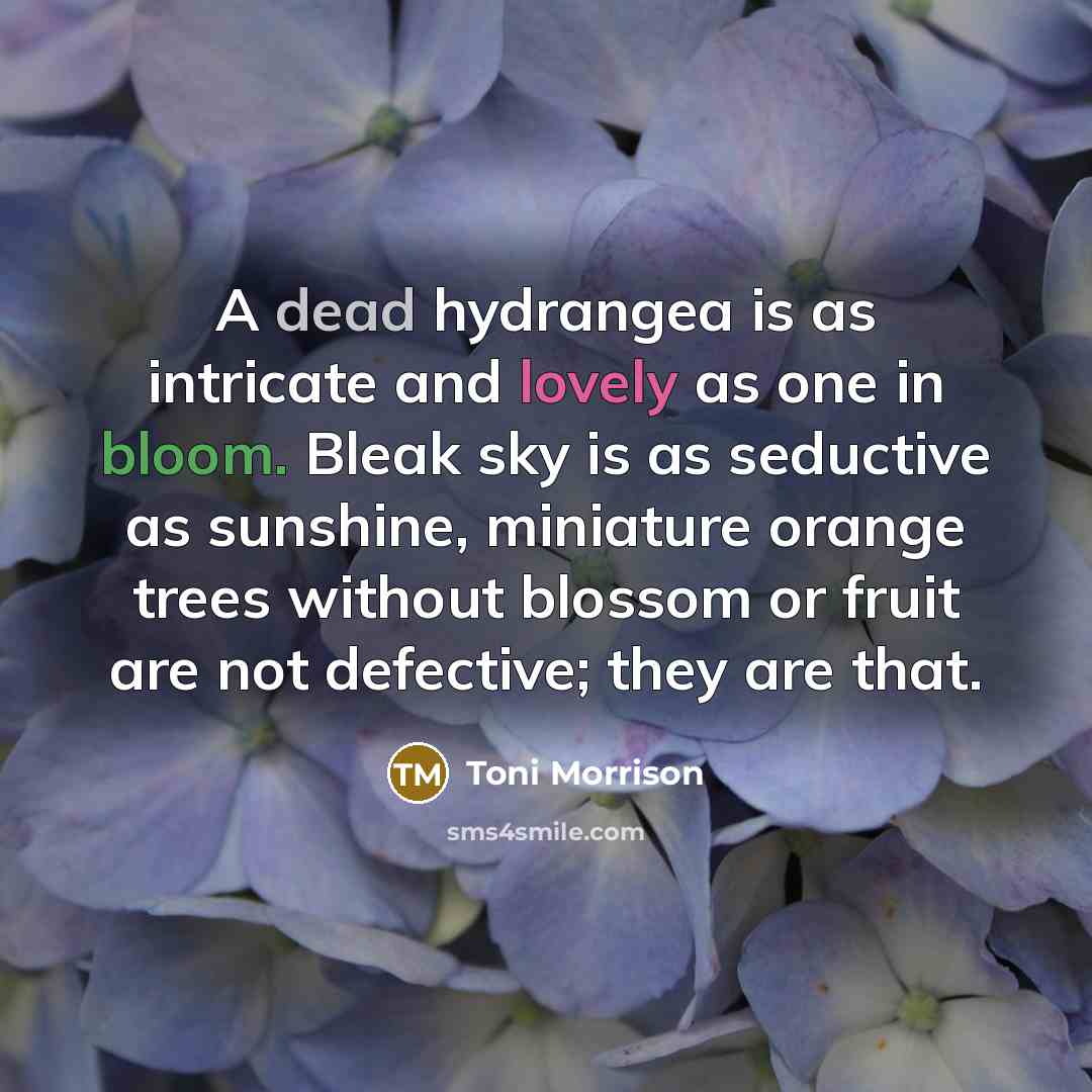 “A dead hydrangea is as intricate and lovely as one in bloom. Bleak sky is as seductive as sunshine, miniature orange trees without blossom or fruit are not defective; they are that.” quote by Toni Morrison