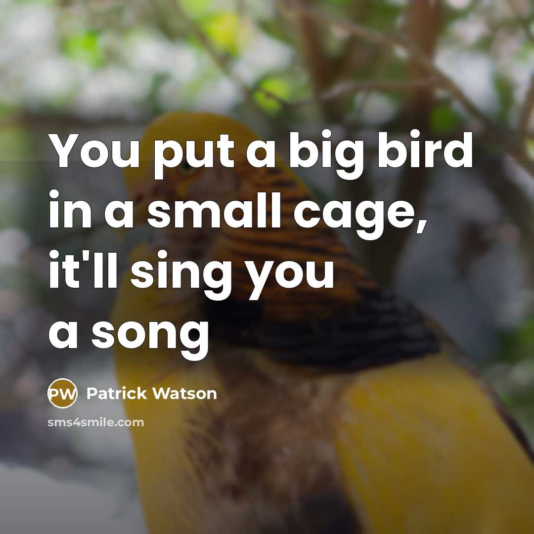 “You put a big bird in a small cage, it'll sing you a song” quote by Patrick Watson