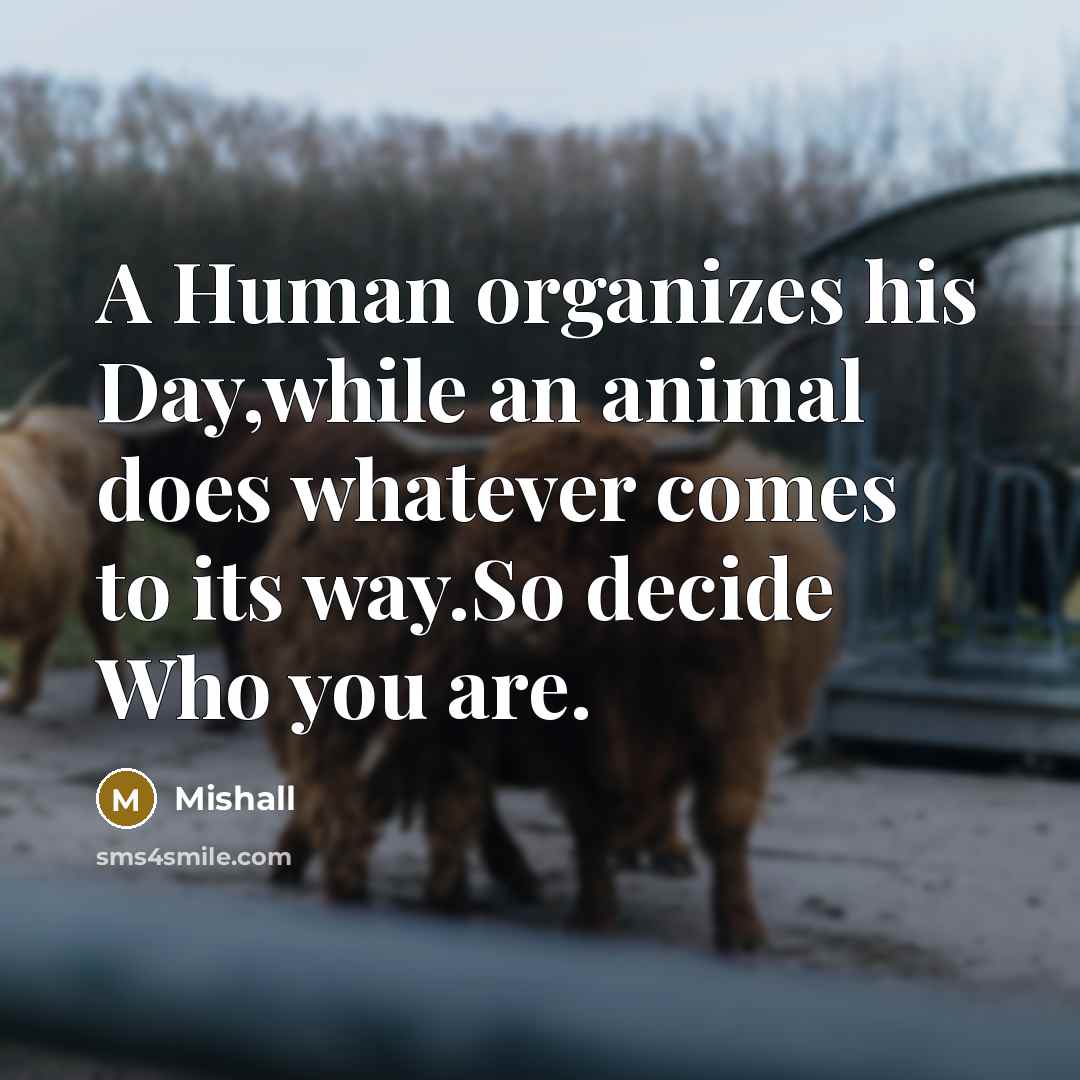 “A Human organizes his Day,while an animal does whatever comes to its way.So decide Who you are.” quote by Mishall