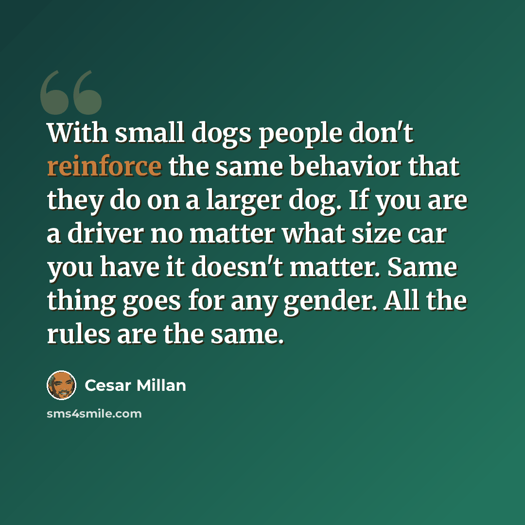 “With small dogs people don't reinforce the same behavior that they do on a larger dog. If you are a driver no matter what size car you have it doesn't matter. Same thing goes for any gender. All the rules are the same.” quote by Cesar Millan