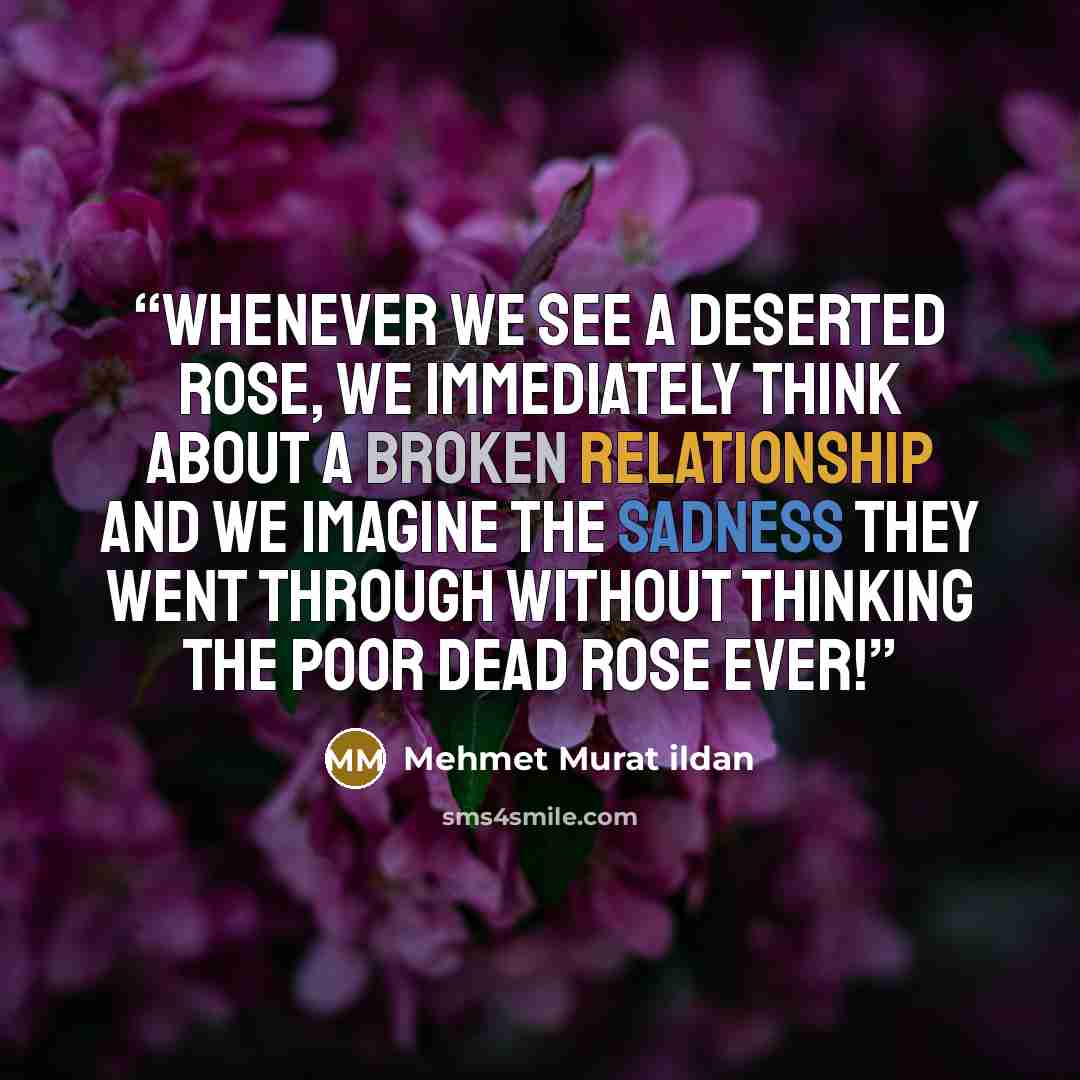 “Whenever we see a deserted rose, we immediately think about a broken relationship and we imagine the sadness they went through without thinking the poor dead rose ever!” quote by Mehmet Murat ildan