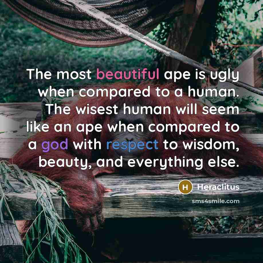 “The most beautiful ape is ugly when compared to a human. The wisest human will seem like an ape when compared to a god with respect to wisdom, beauty, and everything else.” quote by Heraclitus