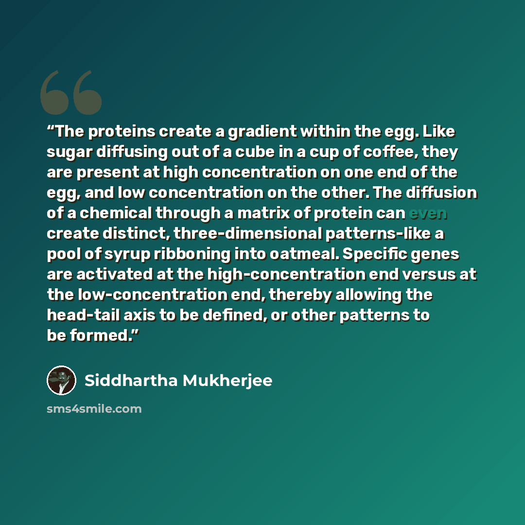 “The proteins create a gradient within the egg. Like sugar diffusing out of a cube in a cup of coffee, they are present at high concentration on one end of the egg, and low concentration on the other. The diffusion of a chemical through a matrix of protein can even create distinct…” quote by Siddhartha Mukherjee