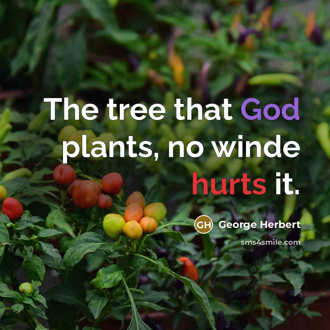 “The tree that God plants, no winde hurts it.” quote by George Herbert