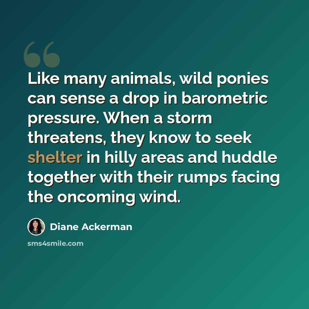 “Like many animals, wild ponies can sense a drop in barometric pressure. When a storm threatens, they know to seek shelter in hilly areas and huddle together with their rumps facing the oncoming wind.” quote by Diane Ackerman