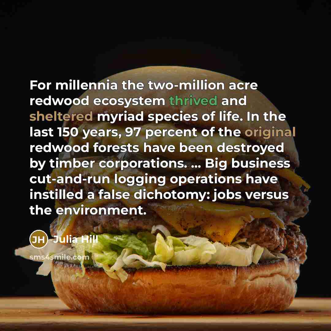 “For millennia the two-million acre redwood ecosystem thrived and sheltered myriad species of life. In the last 150 years, 97 percent of the original redwood forests have been destroyed by timber corporations. ... Big business cut-and-run logging operations have instilled a false dichotomy: jobs…” quote by Julia Hill