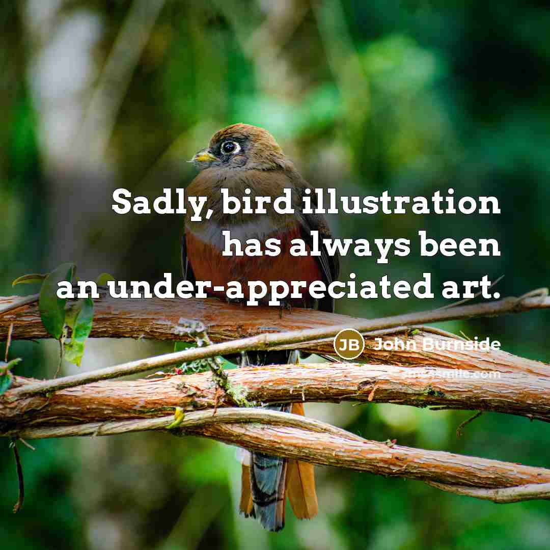 “Sadly, bird illustration has always been an under-appreciated art.” quote by John Burnside