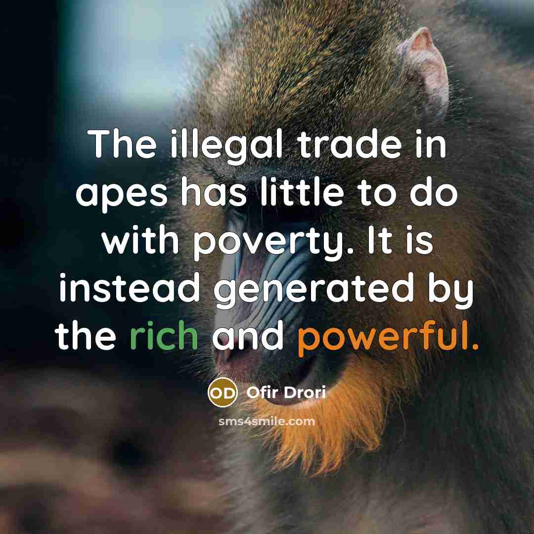 “The illegal trade in apes has little to do with poverty. It is instead generated by the rich and powerful.” quote by Ofir Drori