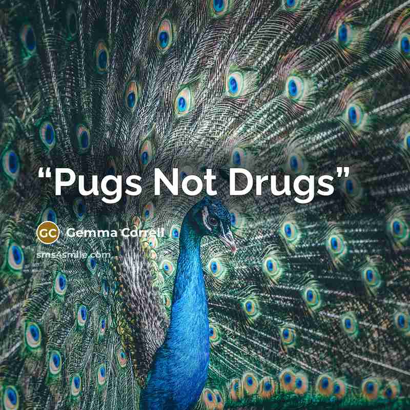“Pugs Not Drugs” quote by Gemma Correll