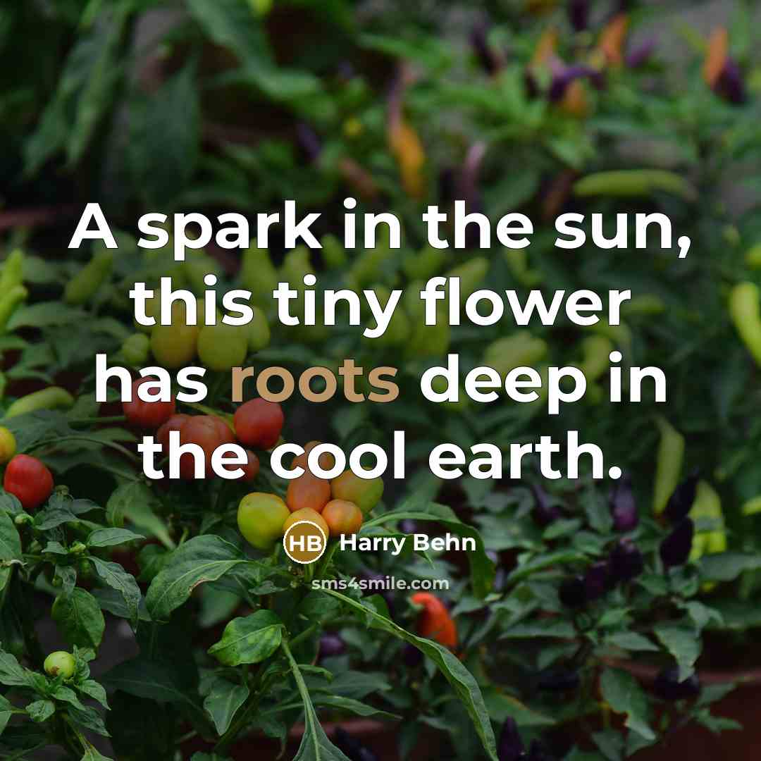 “A spark in the sun, this tiny flower has roots deep in the cool earth.” quote by Harry Behn