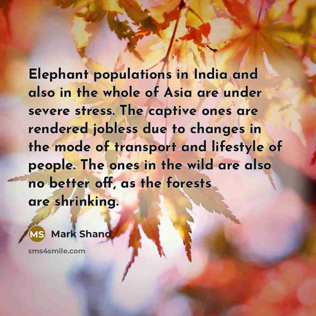 “Elephant populations in India and also in the whole of Asia are under severe stress. The captive ones are rendered jobless due to changes in the mode of transport and lifestyle of people. The ones in the wild are also no better off, as the forests are shrinking.” quote by Mark Shand