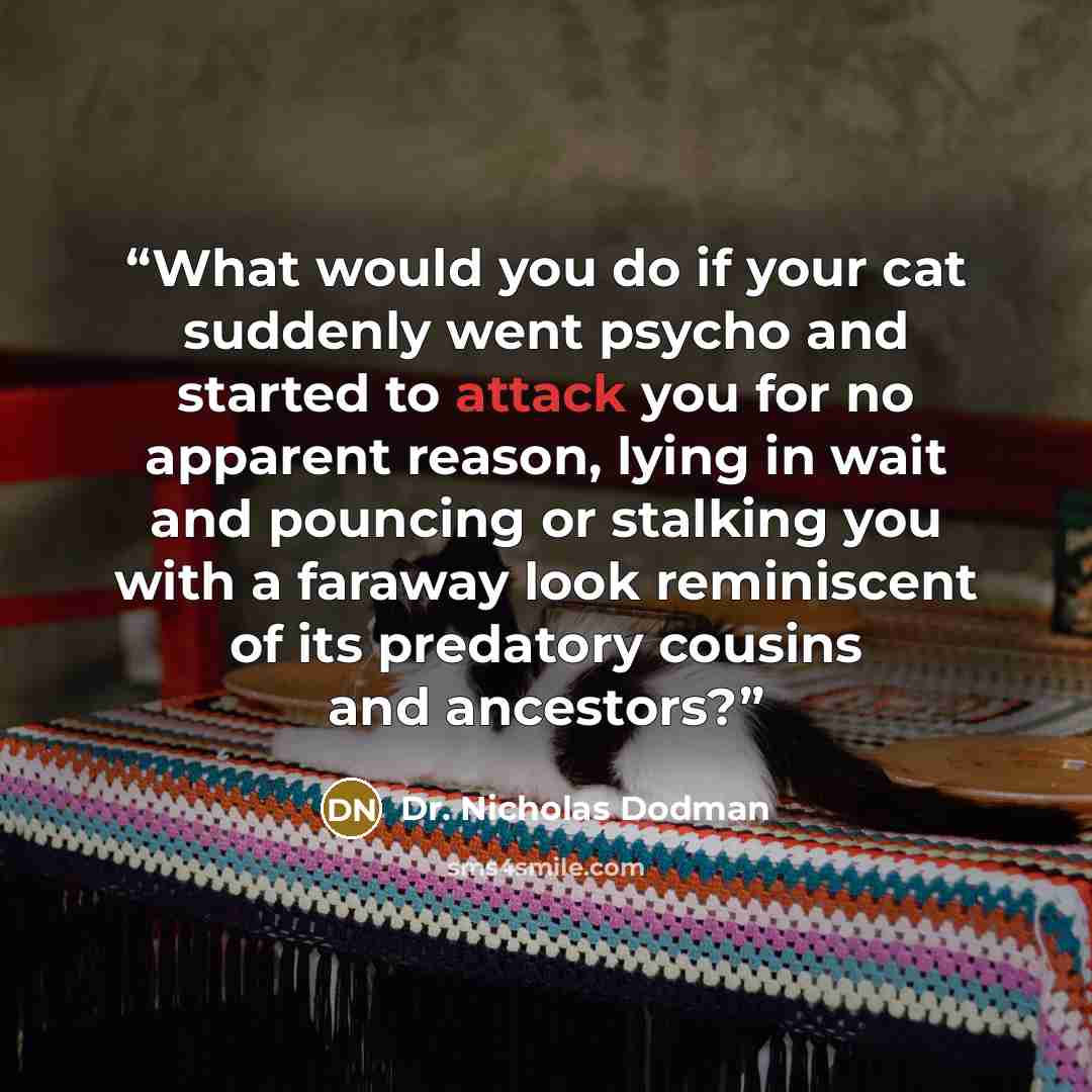 “What would you do if your cat suddenly went psycho and started to attack you for no apparent reason, lying in wait and pouncing or stalking you with a faraway look reminiscent of its predatory cousins and ancestors?” quote by Dr. Nicholas Dodman