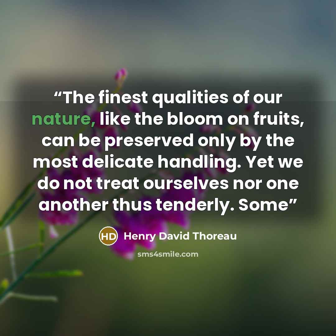 “The finest qualities of our nature, like the bloom on fruits, can be preserved only by the most delicate handling. Yet we do not treat ourselves nor one another thus tenderly. Some” quote by Henry David Thoreau