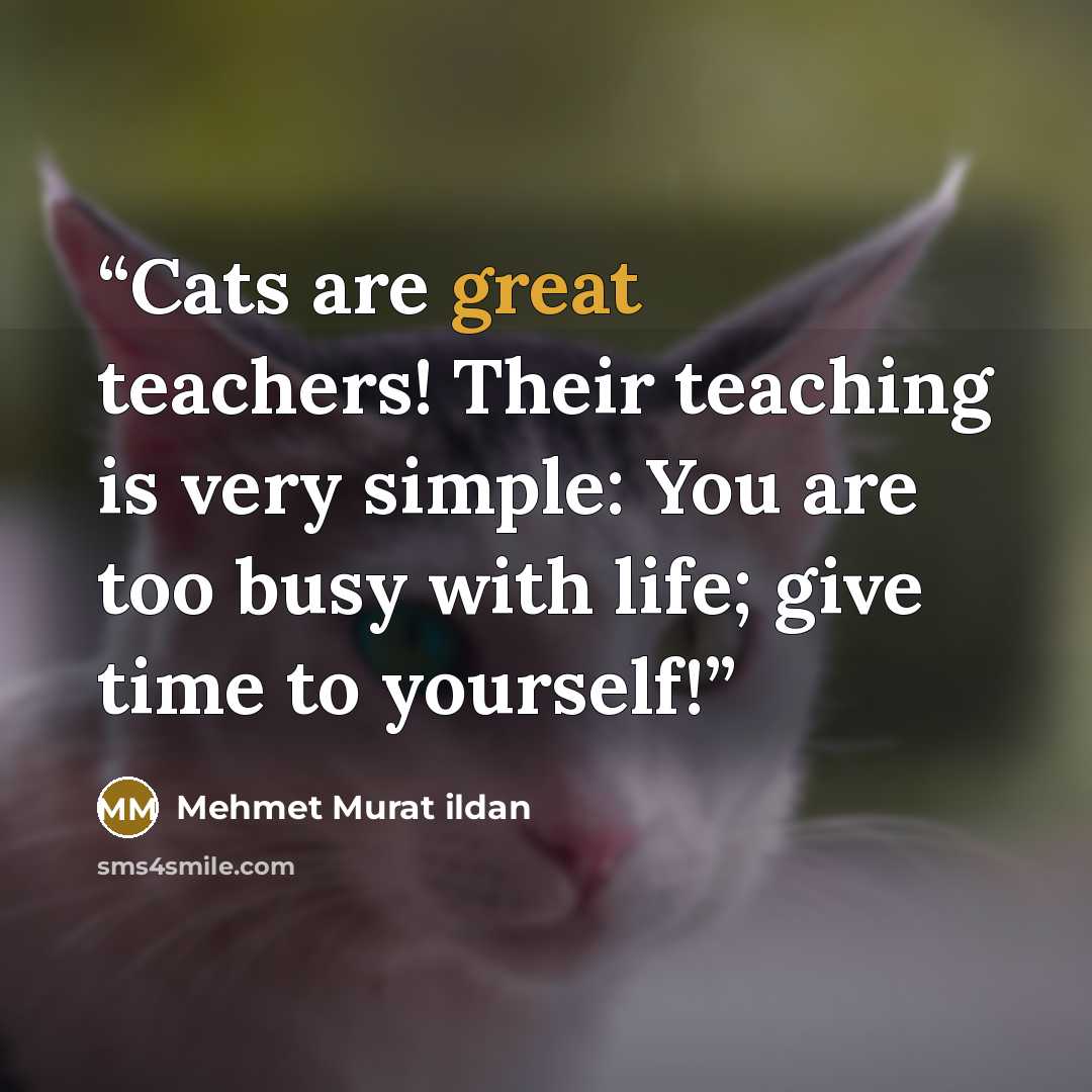 “Cats are great teachers! Their teaching is very simple: You are too busy with life; give time to yourself!” quote by Mehmet Murat ildan