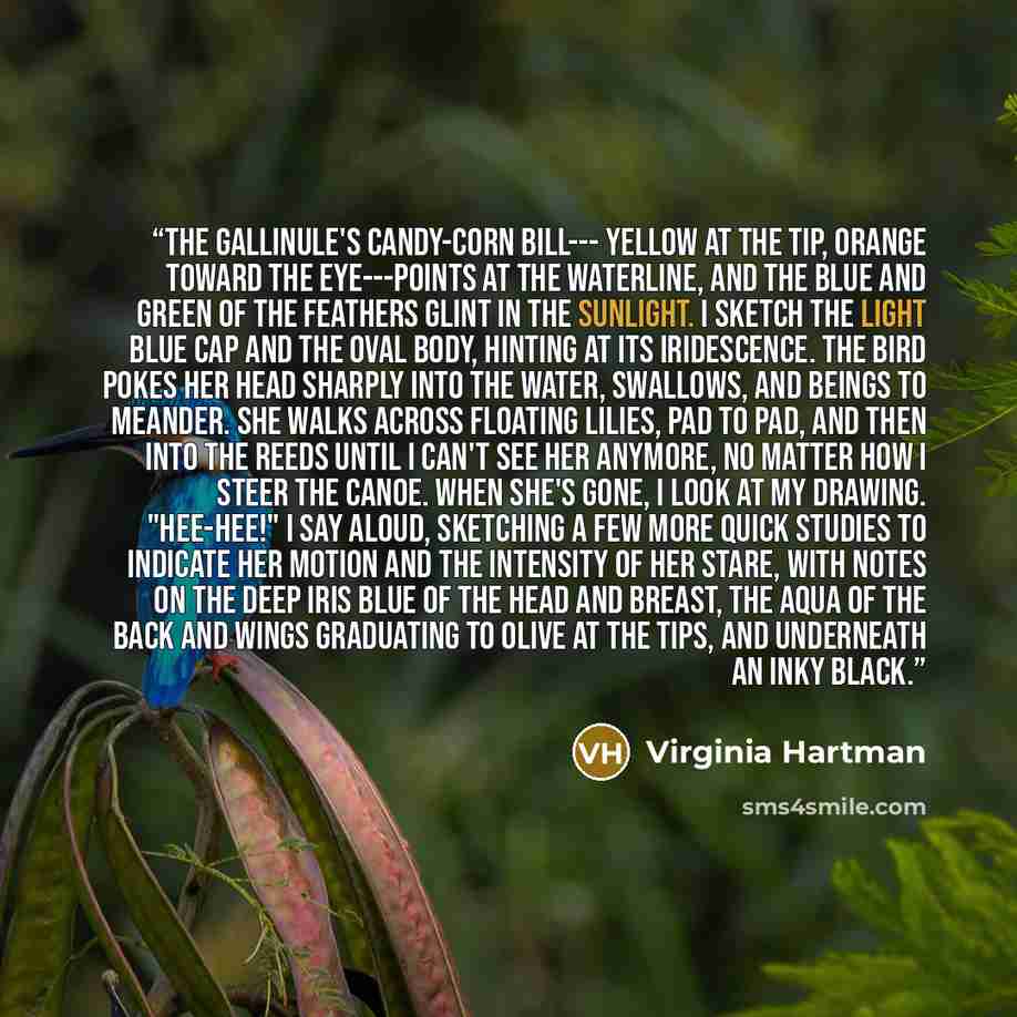 “The gallinule's candy-corn bill--- yellow at the tip, orange toward the eye---points at the waterline, and the blue and green of the feathers glint in the sunlight. I sketch the light blue cap and the oval body, hinting at its iridescence. The bird pokes her head sharply into the water, swallows…” quote by Virginia Hartman