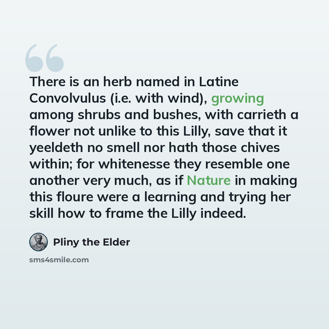 “There is an herb named in Latine Convolvulus (i.e. with wind), growing among shrubs and bushes, with carrieth a flower not unlike to this Lilly, save that it yeeldeth no smell nor hath those chives within; for whitenesse they resemble one another very much, as if Nature in making this floure were…” quote by Pliny the Elder