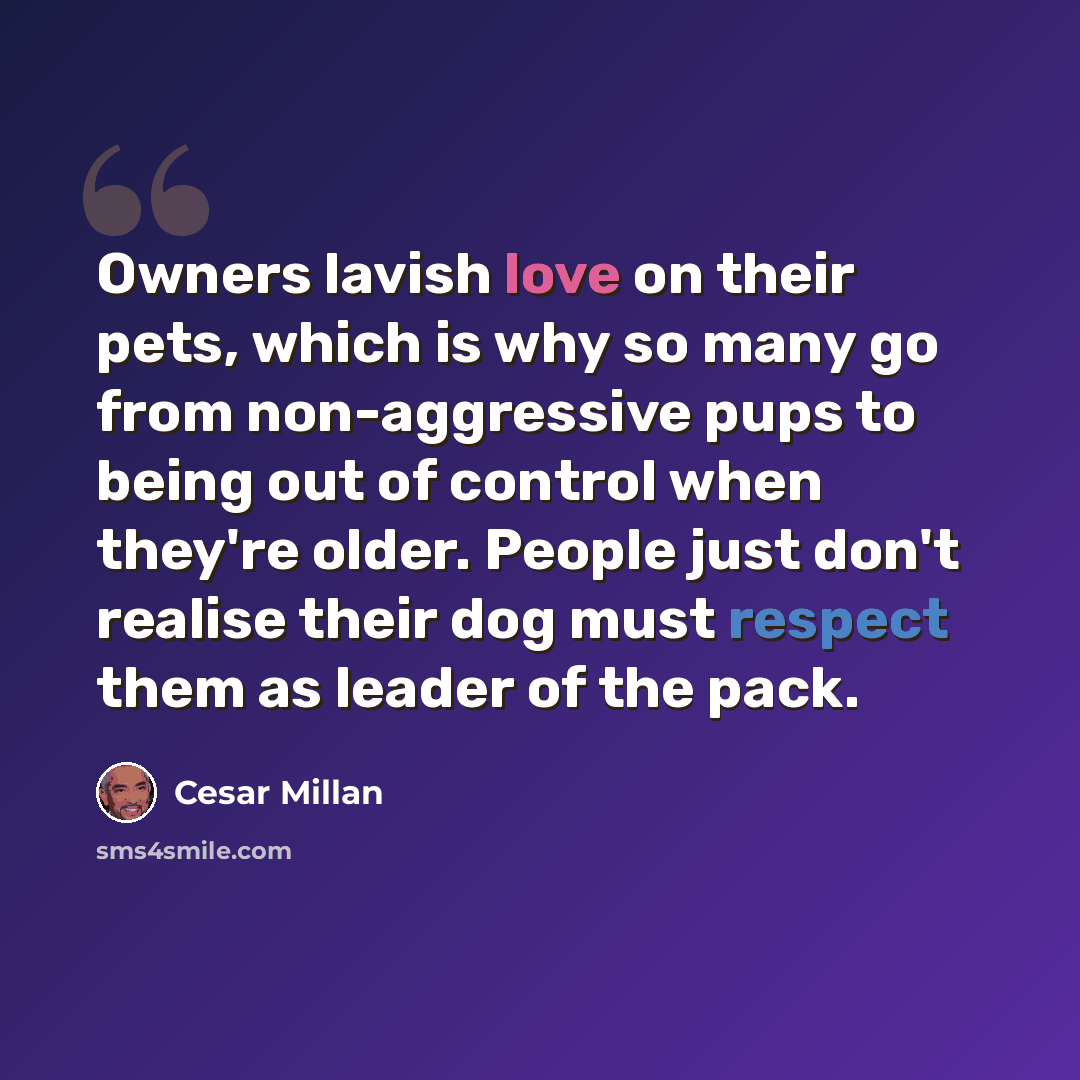 “Owners lavish love on their pets, which is why so many go from non-aggressive pups to being out of control when they're older. People just don't realise their dog must respect them as leader of the pack.” quote by Cesar Millan