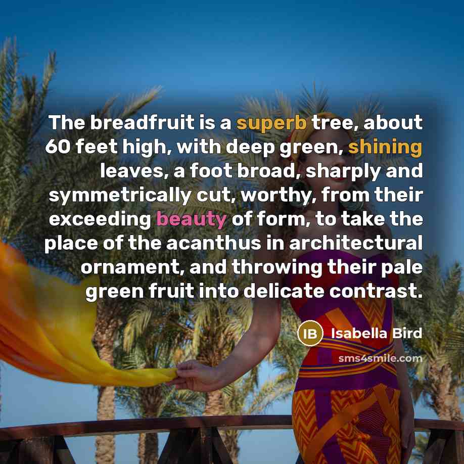 “The breadfruit is a superb tree, about 60 feet high, with deep green, shining leaves, a foot broad, sharply and symmetrically cut, worthy, from their exceeding beauty of form, to take the place of the acanthus in architectural ornament, and throwing their pale green fruit into delicate contrast.” quote by Isabella Bird