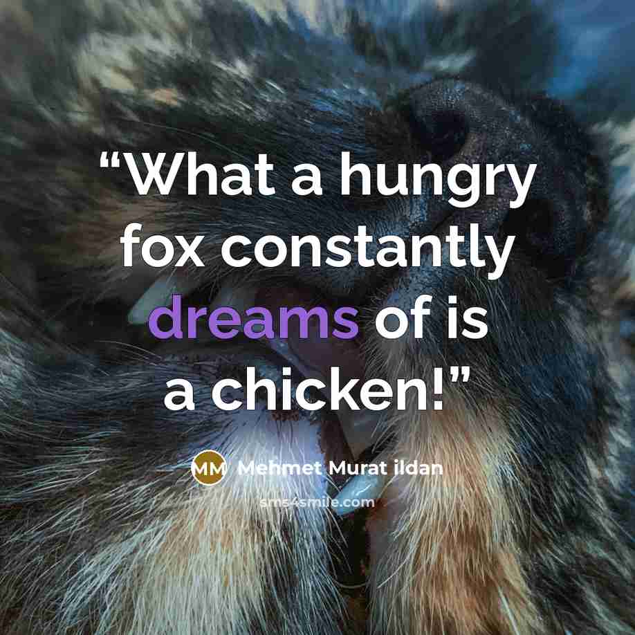 “What a hungry fox constantly dreams of is a chicken!” quote by Mehmet Murat ildan