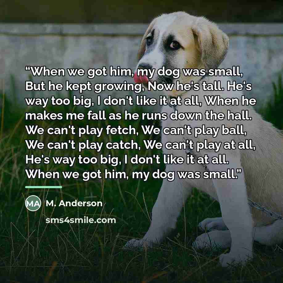 “When we got him, my dog was small, But he kept growing, Now he's tall. He's way too big, I don't like it at all, When he makes me fall as he runs down the hall. We can't play fetch, We can't play ball, We can't play catch, We can't play at all, He's way too big, I don't like it at all. When we got…” quote by Anonymous