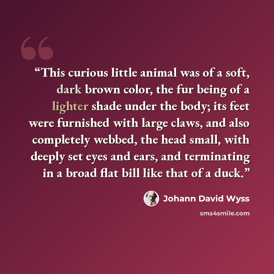 “This curious little animal was of a soft, dark brown color, the fur being of a lighter shade under the body; its feet were furnished with large claws, and also completely webbed, the head small, with deeply set eyes and ears, and terminating in a broad flat bill like that of a duck.” quote by Johann David Wyss