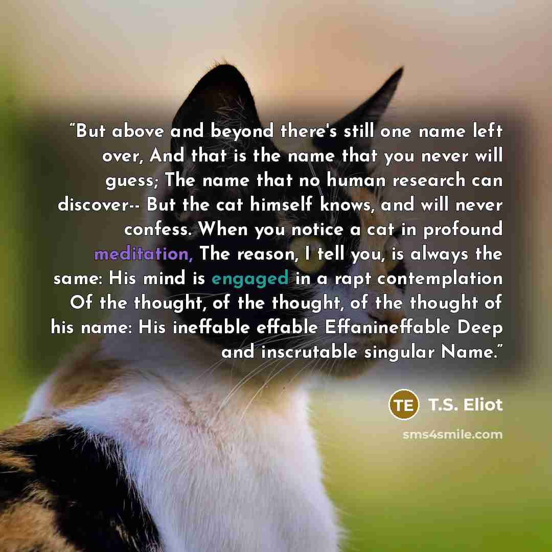 “But above and beyond there's still one name left over, And that is the name that you never will guess; The name that no human research can discover-- But the cat himself knows, and will never confess. When you notice a cat in profound meditation, The reason, I tell you, is always the same: His…” quote by T.S. Eliot