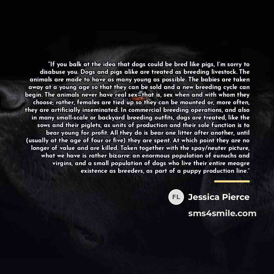 “If you balk at the idea that dogs could be bred like pigs, I’m sorry to disabuse you. Dogs and pigs alike are treated as breeding livestock. The animals are made to have as many young as possible. The babies are taken away at a young age so that they can be sold and a new breeding cycle can begin…” quote by Jessica Pierce