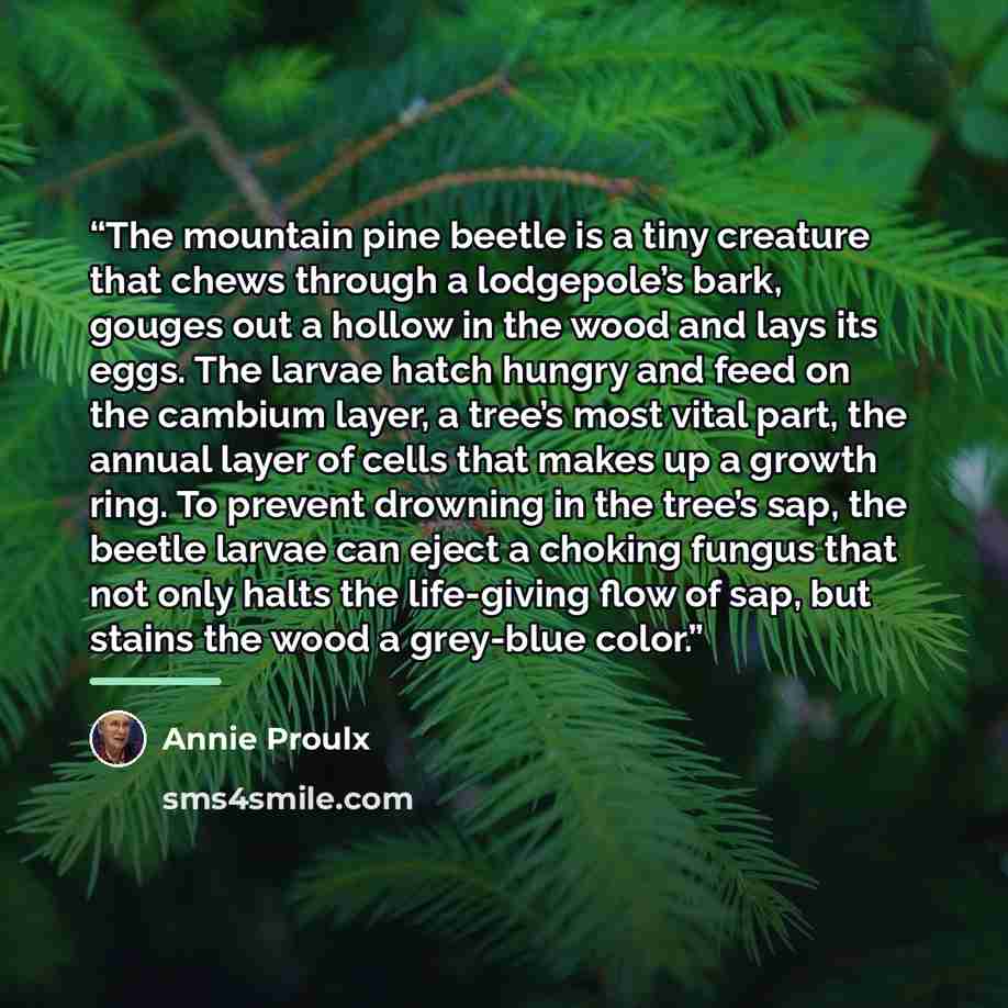 “The mountain pine beetle is a tiny creature that chews through a lodgepole’s bark, gouges out a hollow in the wood and lays its eggs. The larvae hatch hungry and feed on the cambium layer, a tree’s most vital part, the annual layer of cells that makes up a growth ring. To prevent drowning in the…” quote by Annie Proulx