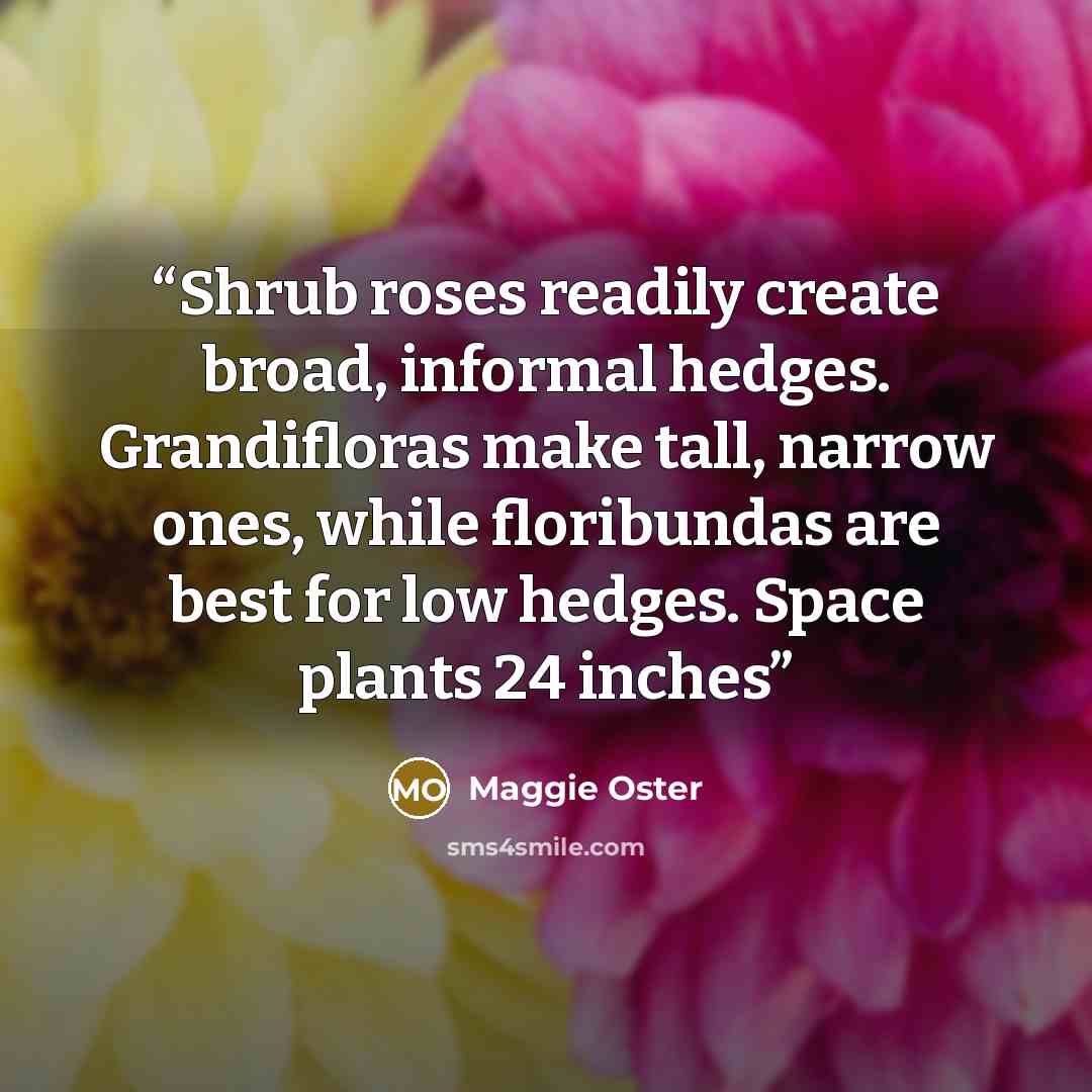 “Shrub roses readily create broad, informal hedges. Grandifloras make tall, narrow ones, while floribundas are best for low hedges. Space plants 24 inches” quote by Maggie Oster