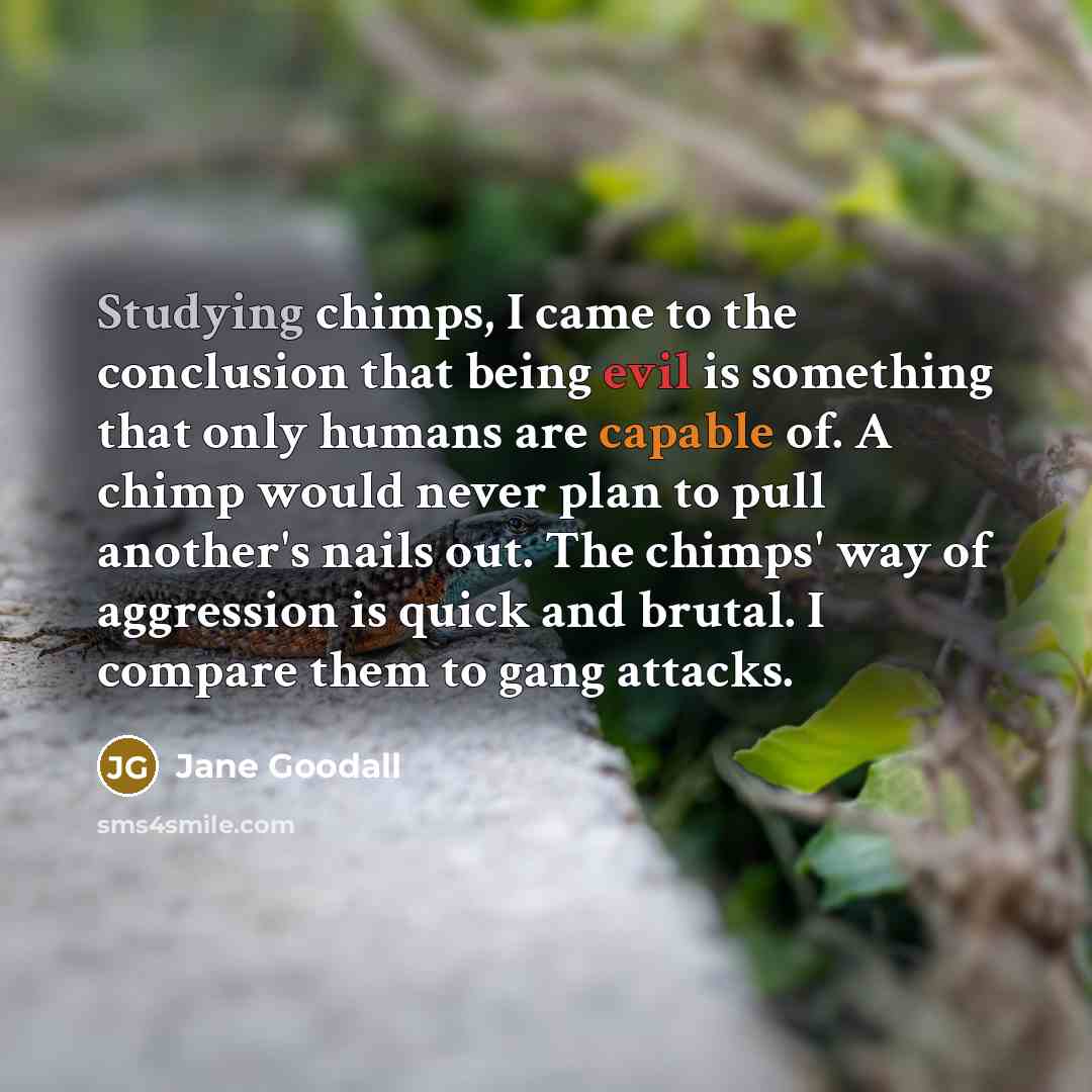 “Studying chimps, I came to the conclusion that being evil is something that only humans are capable of. A chimp would never plan to pull another's nails out. The chimps' way of aggression is quick and brutal. I compare them to gang attacks.” quote by Jane Goodall
