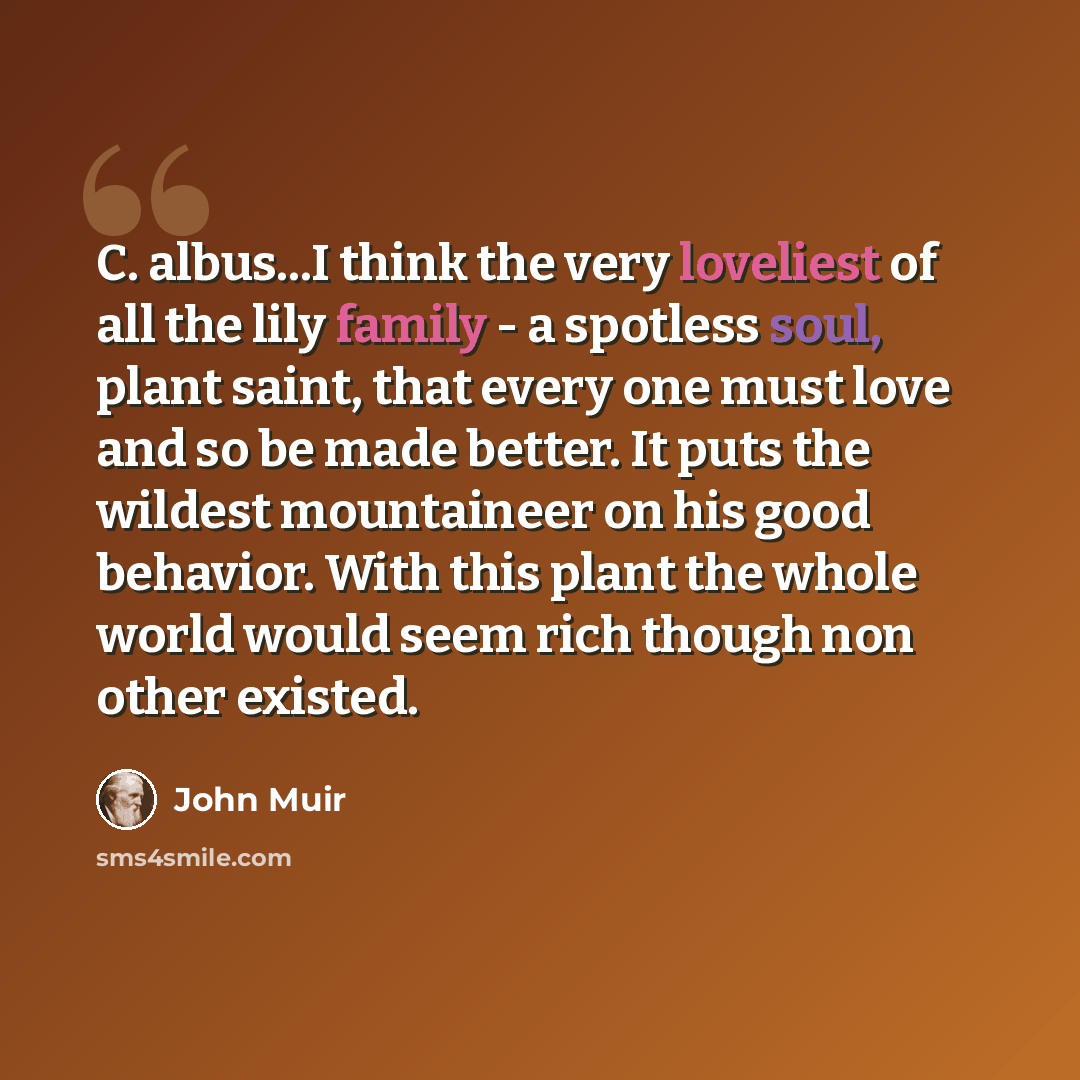 “C. albus...I think the very loveliest of all the lily family - a spotless soul, plant saint, that every one must love and so be made better. It puts the wildest mountaineer on his good behavior. With this plant the whole world would seem rich though non other existed.” quote by John Muir