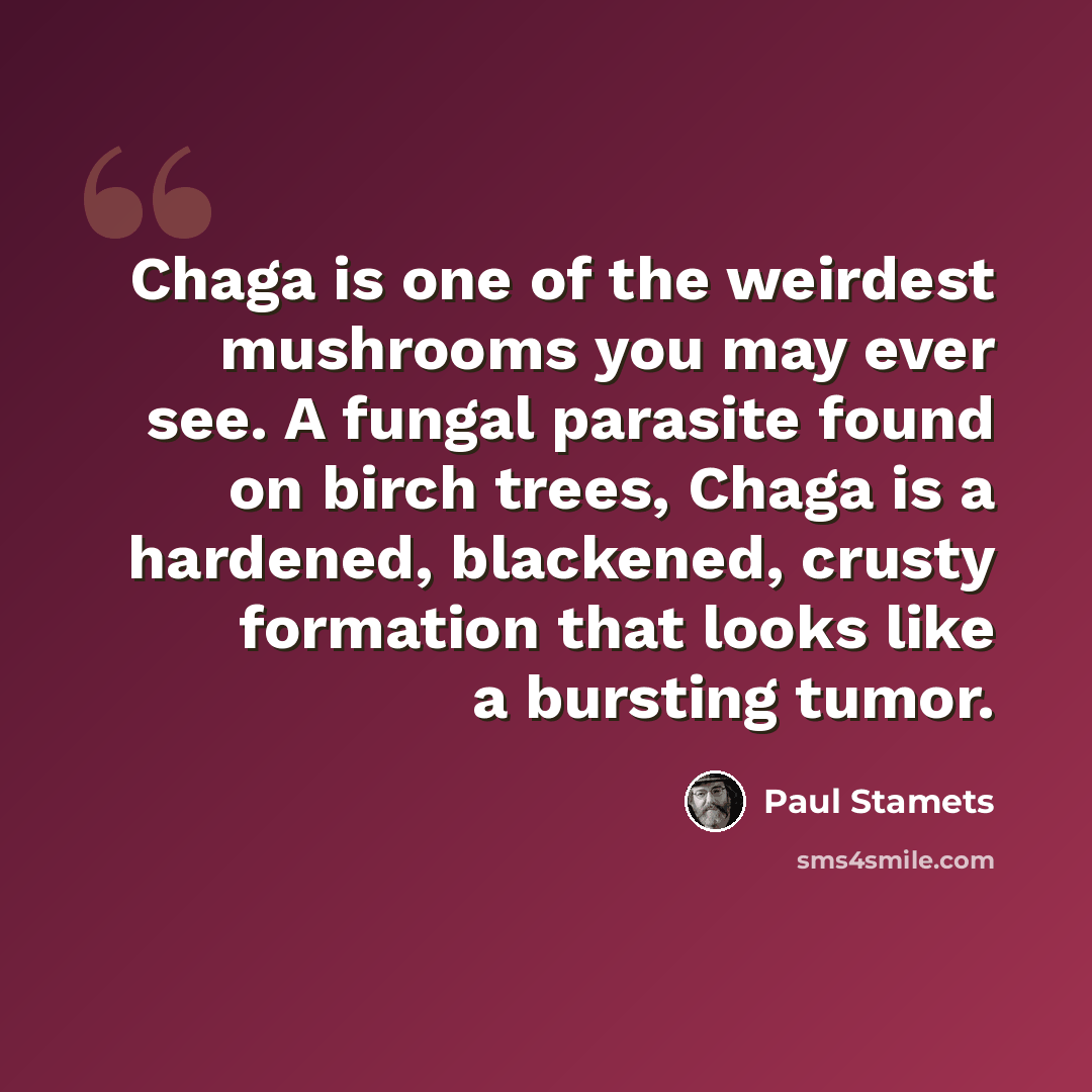 “Chaga is one of the weirdest mushrooms you may ever see. A fungal parasite found on birch trees, Chaga is a hardened, blackened, crusty formation that looks like a bursting tumor.” quote by Paul Stamets
