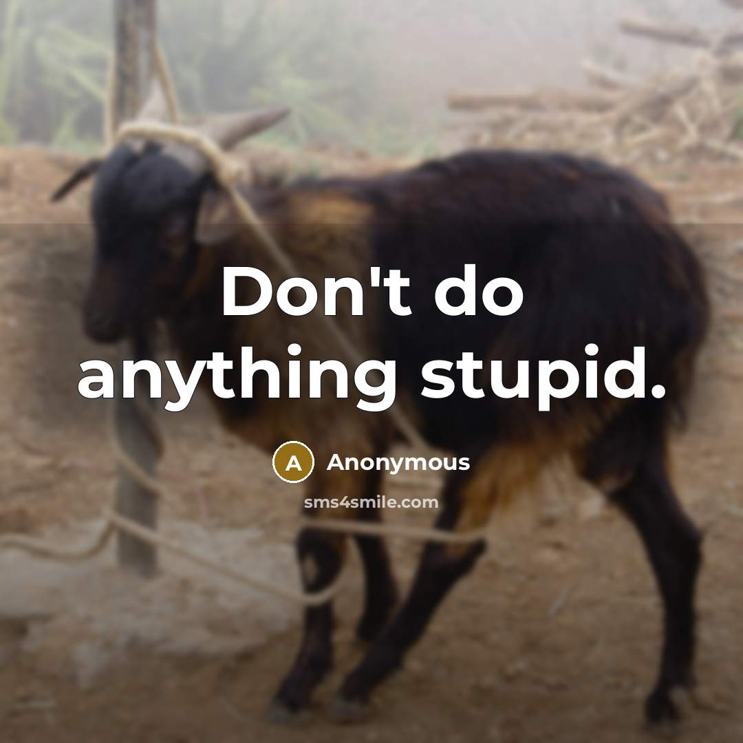 “Don't do anything stupid.” quote by Anonymous