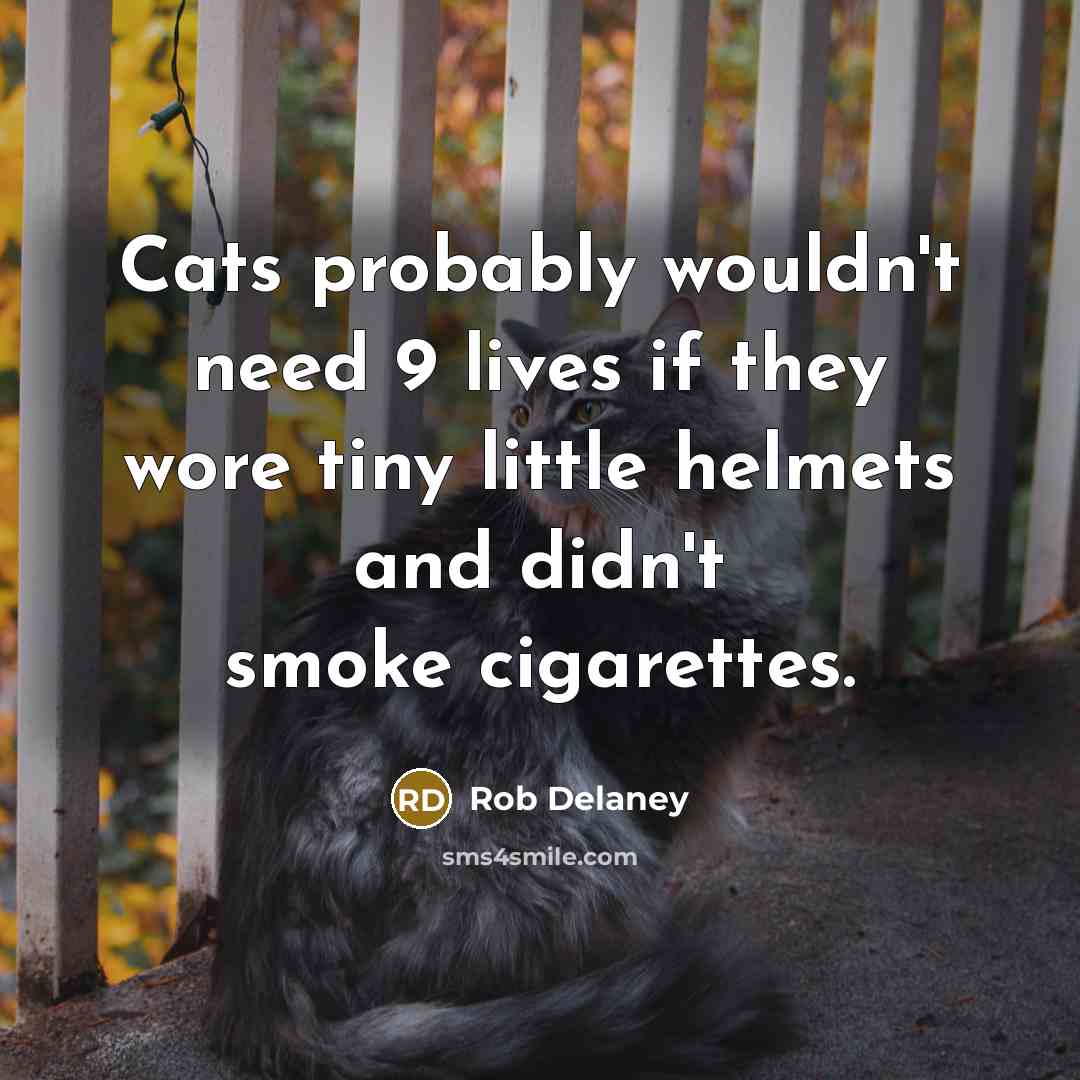 “Cats probably wouldn't need 9 lives if they wore tiny little helmets and didn't smoke cigarettes.” quote by Rob Delaney