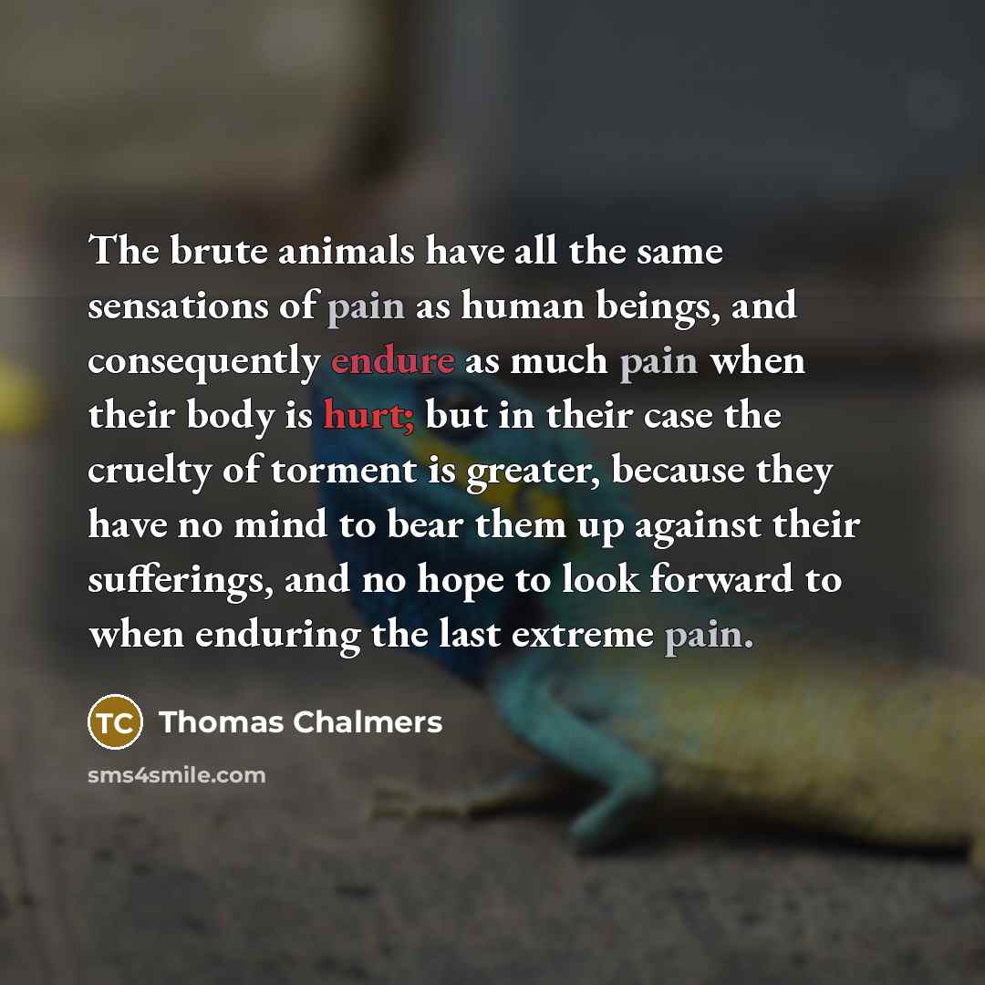 “The brute animals have all the same sensations of pain as human beings, and consequently endure as much pain when their body is hurt; but in their case the cruelty of torment is greater, because they have no mind to bear them up against their sufferings, and no hope to look forward to when…” quote by Thomas Chalmers