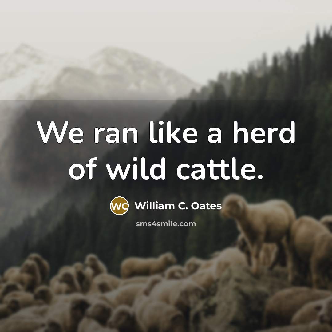 “We ran like a herd of wild cattle.” quote by William C. Oates