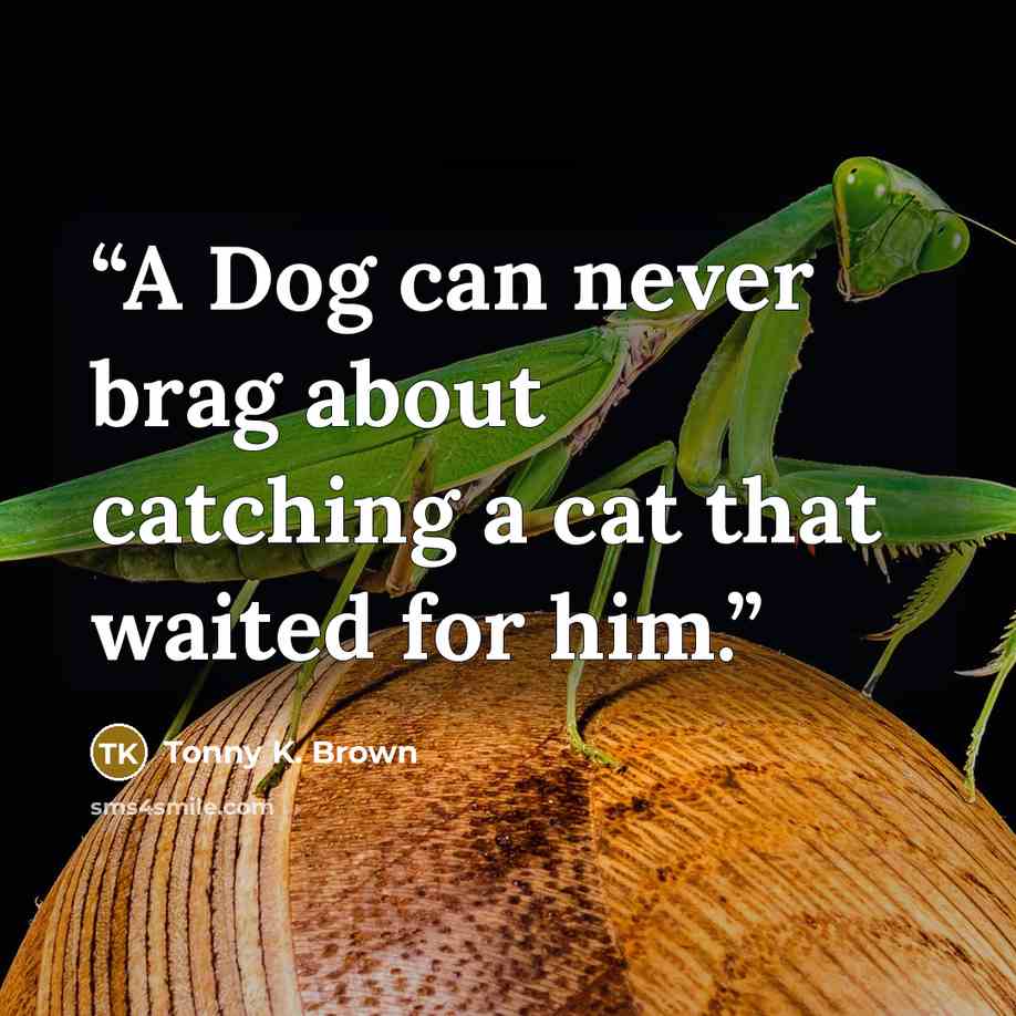 “A Dog can never brag about catching a cat that waited for him.” quote by Tonny K. Brown