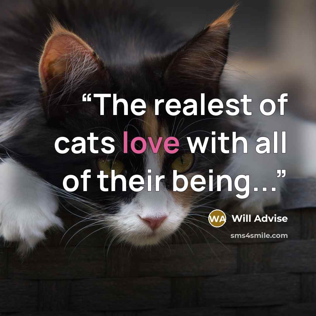 “The realest of cats love with all of their being...” quote by Will Advise